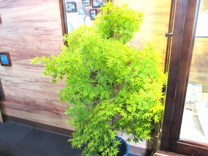 IMG_0130.JPG