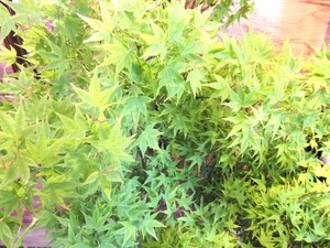 IMG_0131.JPG