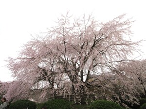 IMG_2498.JPG